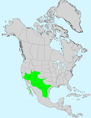 North America species range map for Threadleaf Snakeweed, Gutierrezia microcephala: Click image for full size map.